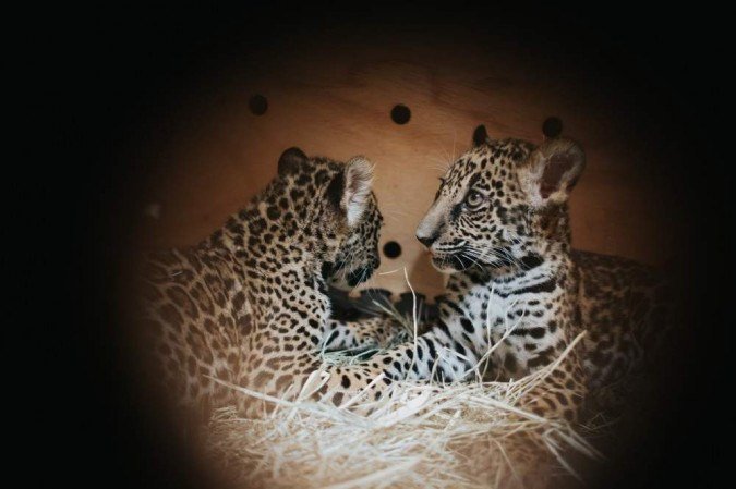 Zoológico de Brasília recebe filhotes de onça-pintada e de lobo-guará