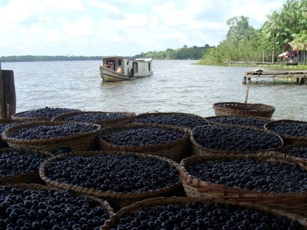 Demanda global por açaí está destruindo as florestas de várzea da Amazônia