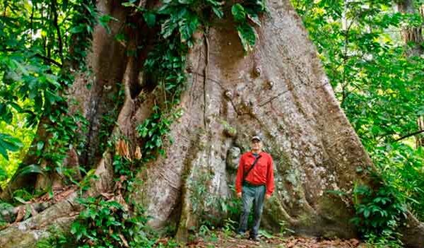 Árvores gigantes da Amazônia