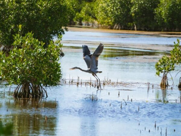 Iniciativa recupera florestas de mangue degradadas