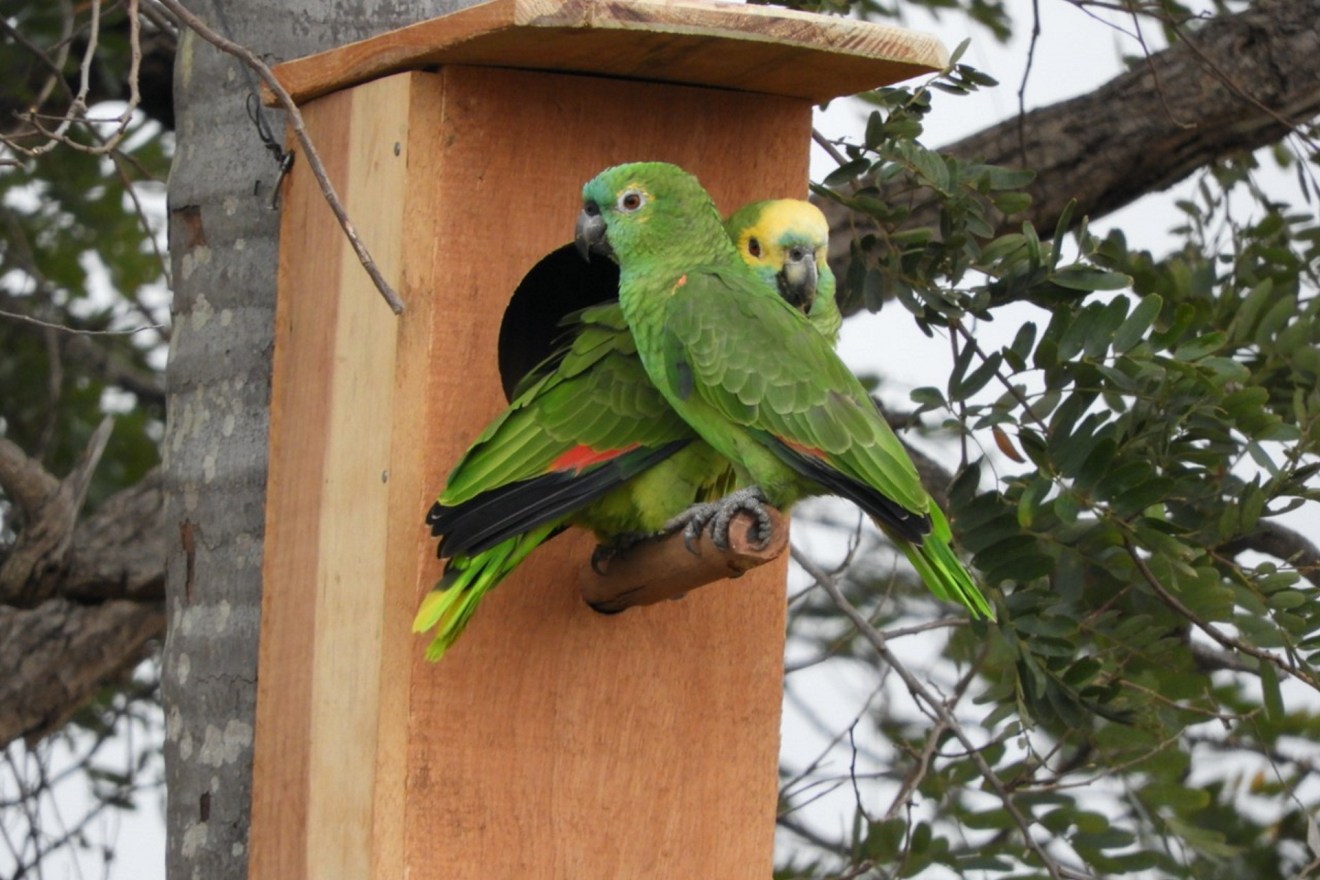 “Adote um ninho”: Conheça a campanha para a preservação dos papagaios brasileiros