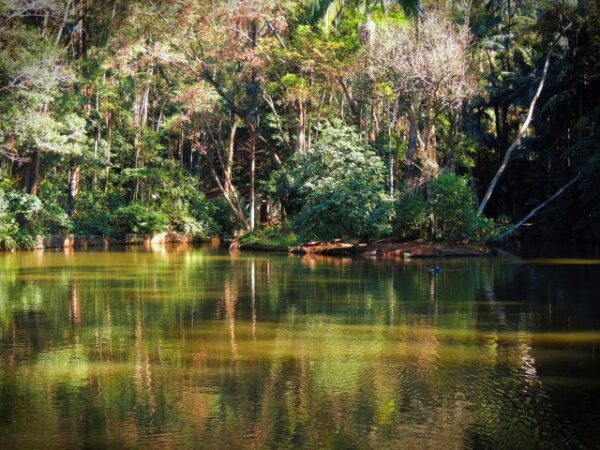 Visite sem sair de casa: Parque Estadual do Jaraguá, em São Paulo, tem passeio virtual