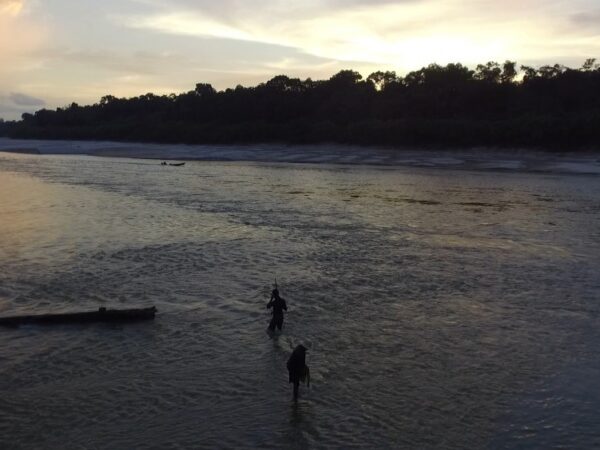 Técnica possibilita estudar peixes da Amazônia sem capturar animais