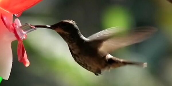 Biólogo cria flor de vidro para desvendar segredo da língua do beija-flor