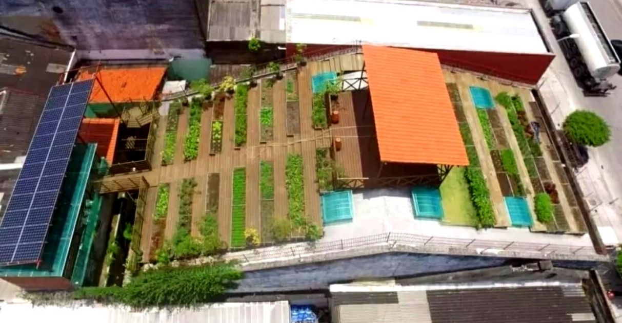 Telhado de casarão antigo no Recife (PE) vira horta que alimenta 500 famílias carentes