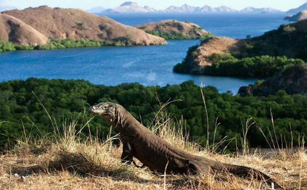 Indonésia destrói habitat de dragões-de-komodo para construir resort