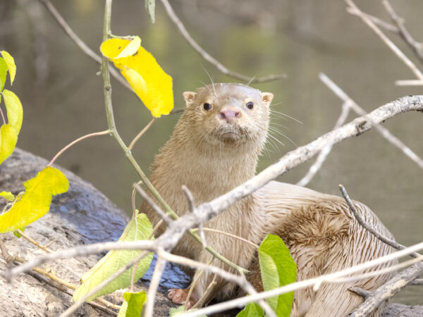 Lontra albina é registrada às margens do rio Aquidauana