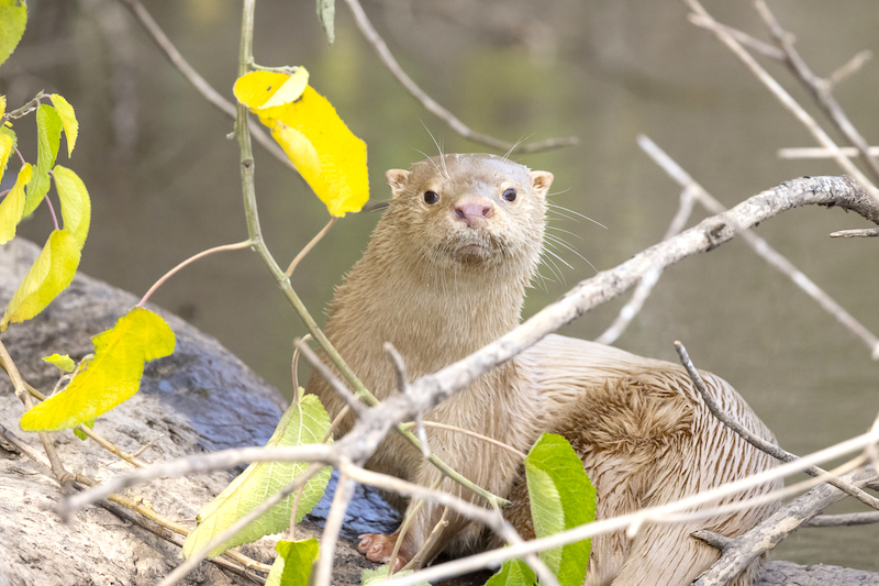 Lontra albina é registrada às margens do rio Aquidauana