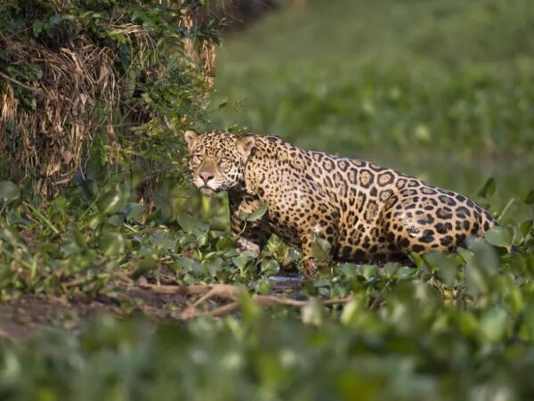 Mortes misteriosas de onças-pintadas no Pantanal sob investigação