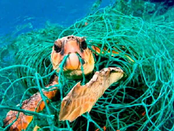 Pesca fantasma: o inimigo que assombra mares e oceanos