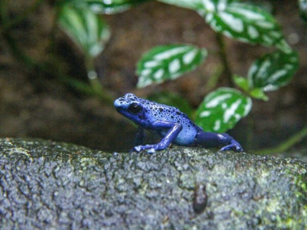 Aqui está o porquê os animais peçonhentos não se envenenam