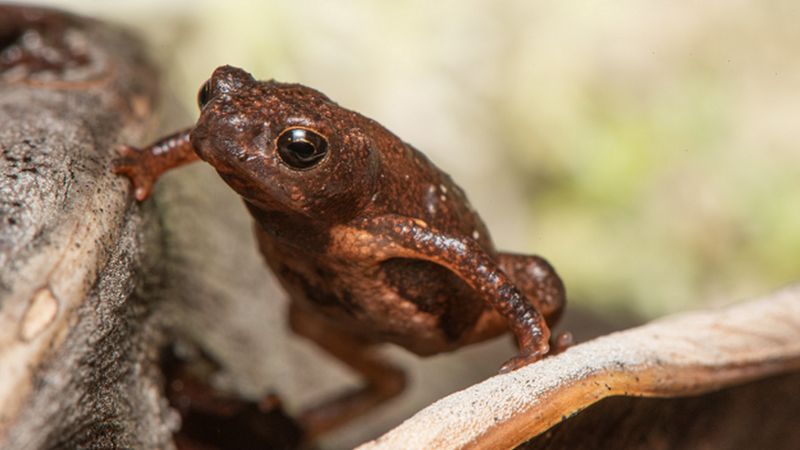 Os sapos do tamanho de uma moeda que Brasil pode perder antes mesmo de conhecer