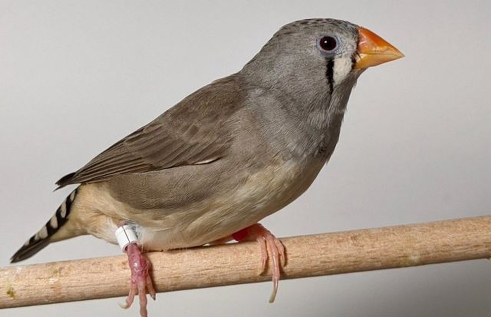Barulho do trânsito afeta comportamento de pássaros e dificulta busca por comida, aponta estudo