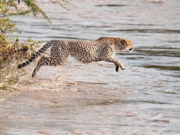 Fotógrafos registram travessia de guepardos em rio infestado por crocodilos