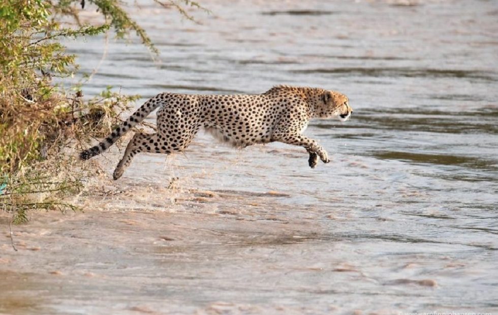 Fotógrafos registram travessia de guepardos em rio infestado por crocodilos