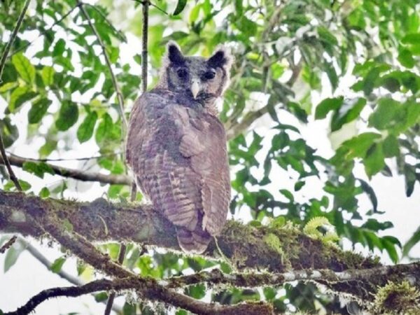 Espécie de coruja é vista em floresta de Gana pela 1ª vez em 150 anos