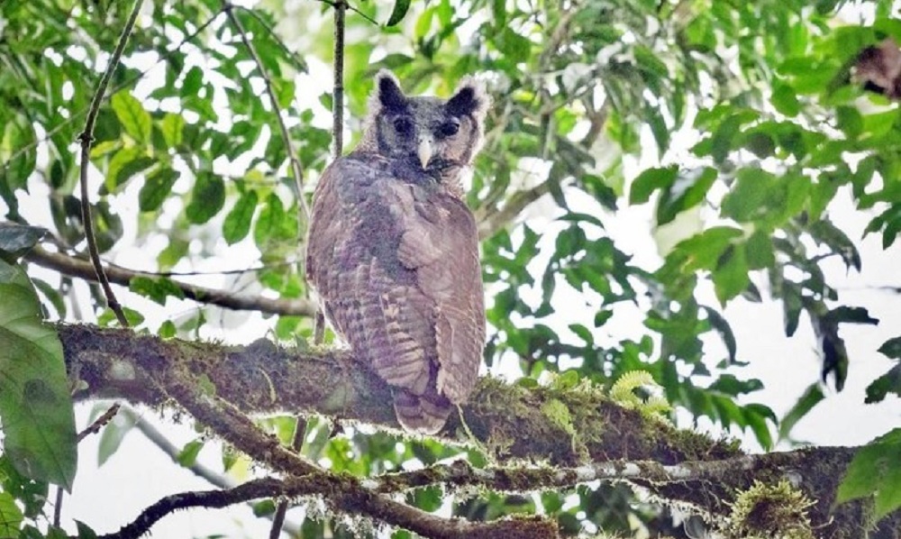 Espécie de coruja é vista em floresta de Gana pela 1ª vez em 150 anos