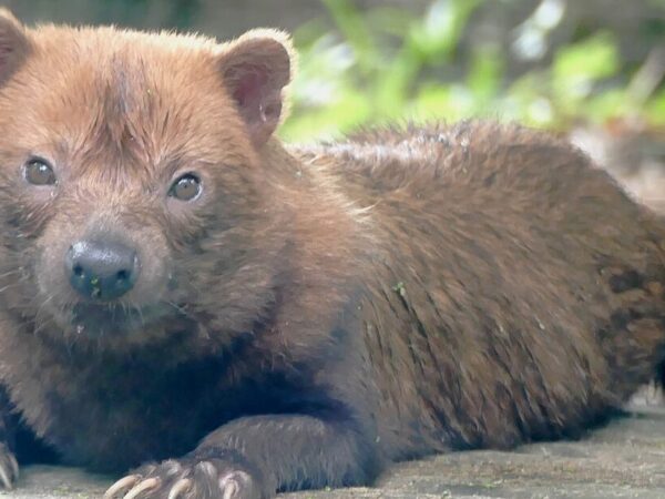 Cachorro-vinagre é visto pela primeira vez em reserva de Goiás