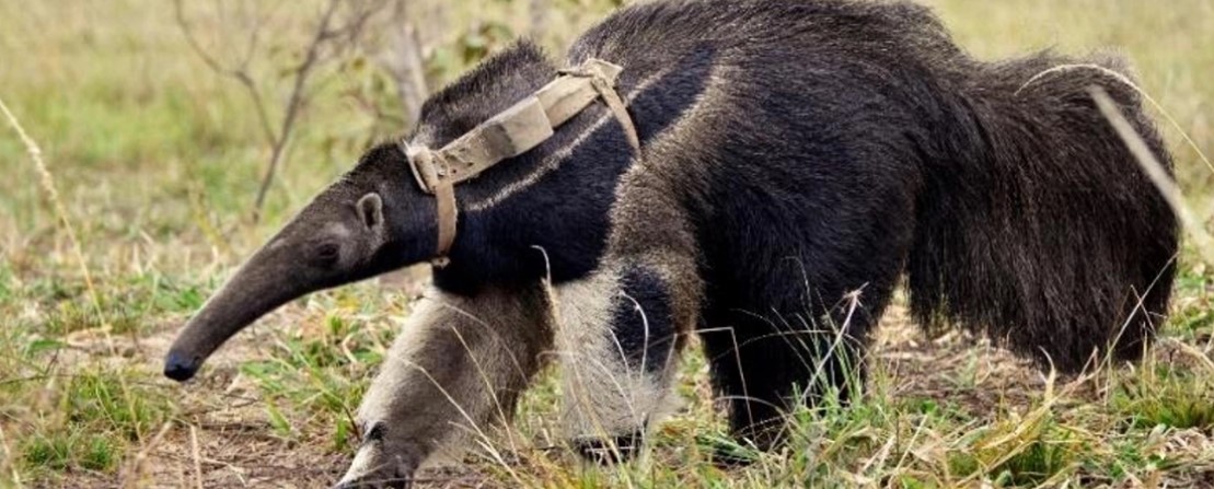 Perda florestal afeta a temperatura corporal do tamanduá-bandeira