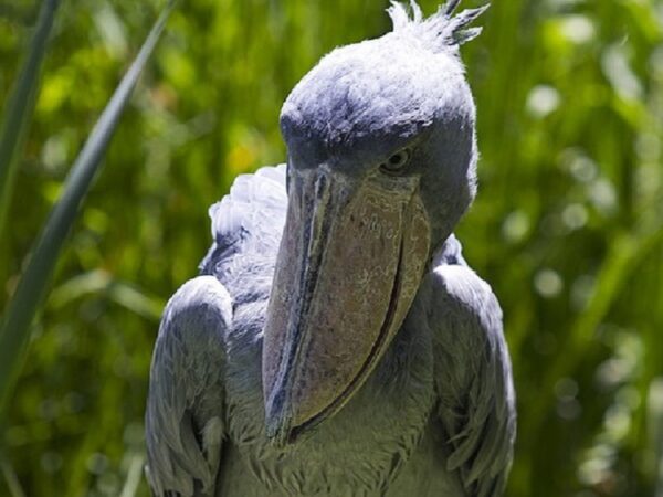 Cegonha-bico-de-sapato, a parente dos dinossauros que sobreviveu à 2ª Guerra