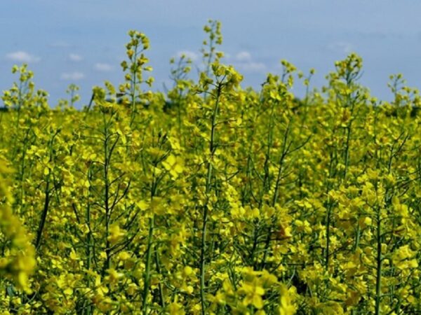 Combustível de aviação à base de plantas pode reduzir as emissões em 68%