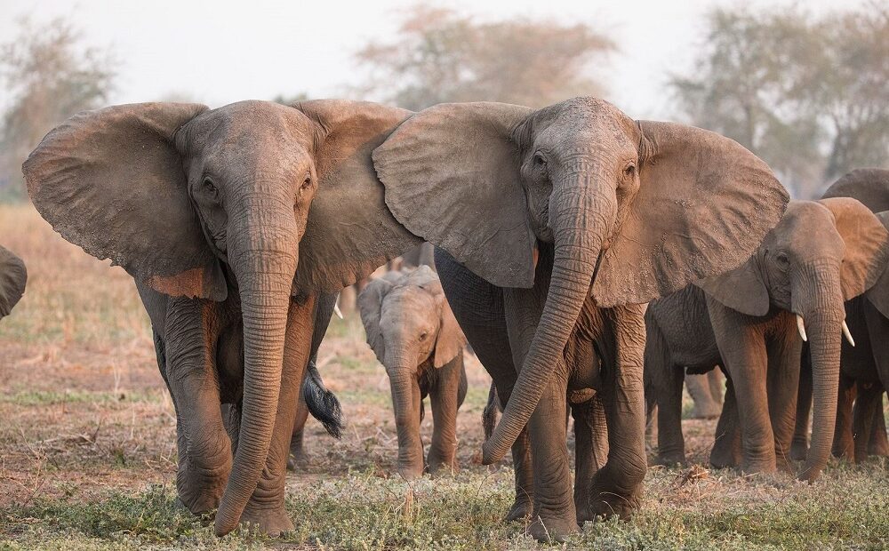 Ação humana está fazendo elefantes pararem de desenvolver presas, revela estudo