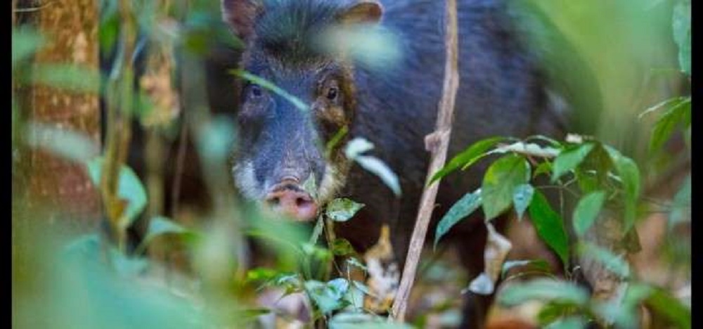 Grandes mamíferos tornam solo da floresta mais fértil