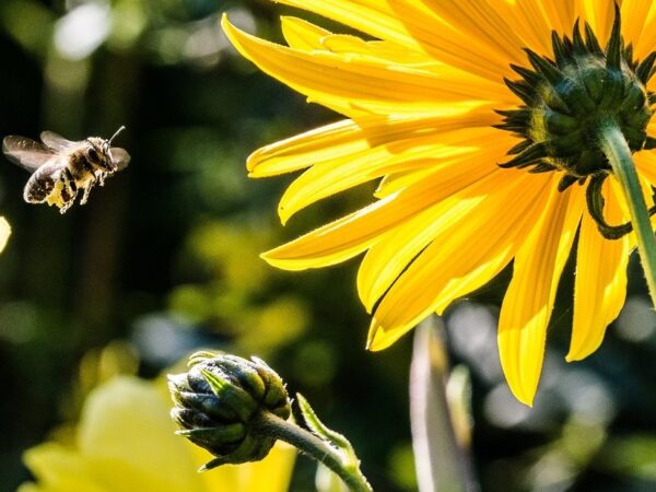 Tamanho é documento para flores, aponta estudo liderado por brasileiros