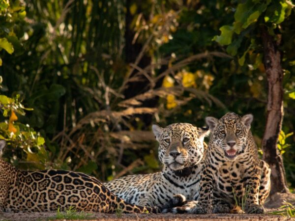 Como o turismo está ajudando a salvar a onça-pintada no Pantanal