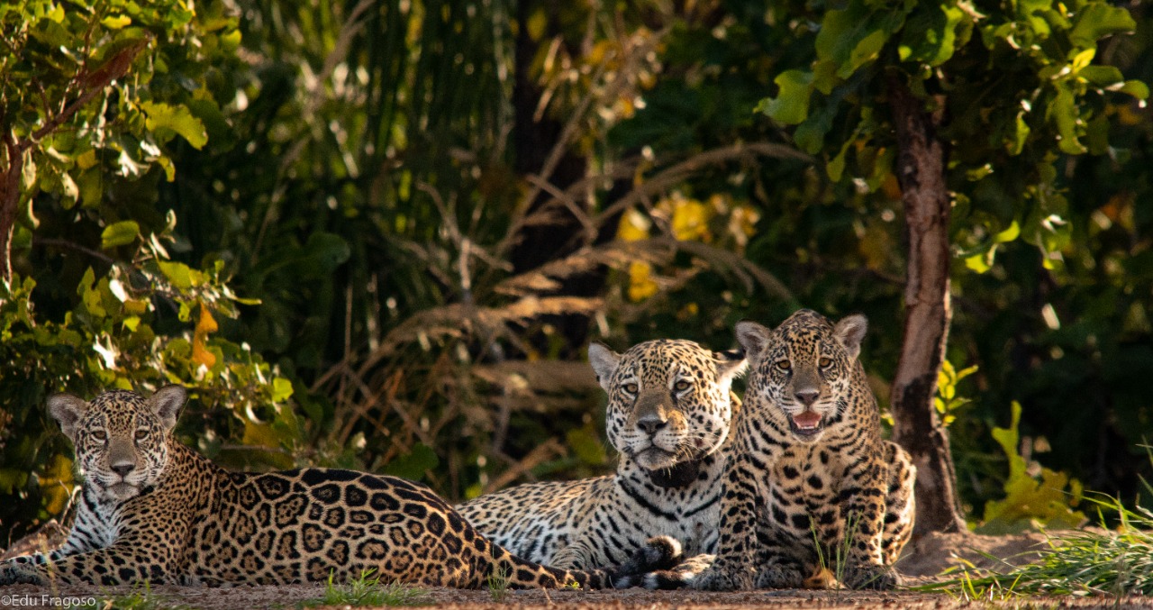Como o turismo está ajudando a salvar a onça-pintada no Pantanal