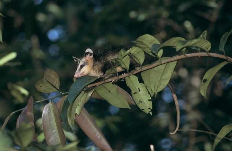 Conheça a ‘Mucura’; animal importante na manutenção da biodiversidade e controle de pragas