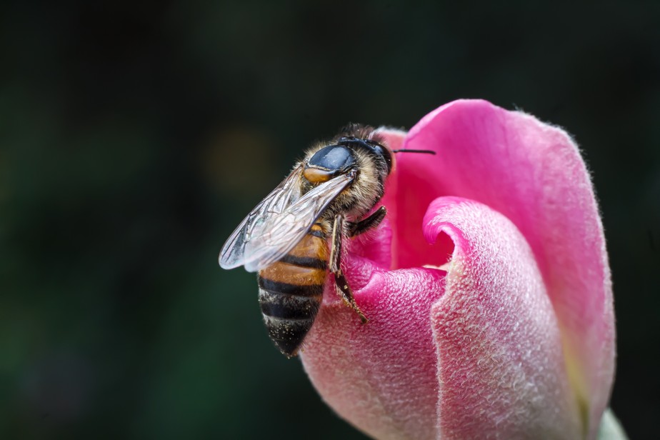 Herdeiras das abelhas selvagens britânicas são encontradas em Woodstock