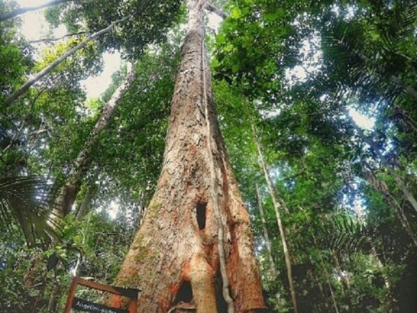 Maior que o Cristo Redentor: conheça o angelim-vermelho, a árvore mais alta da Amazônia