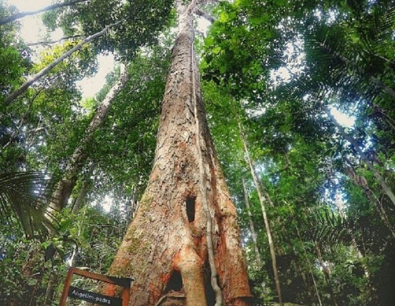 Maior que o Cristo Redentor: conheça o angelim-vermelho, a árvore mais alta da Amazônia