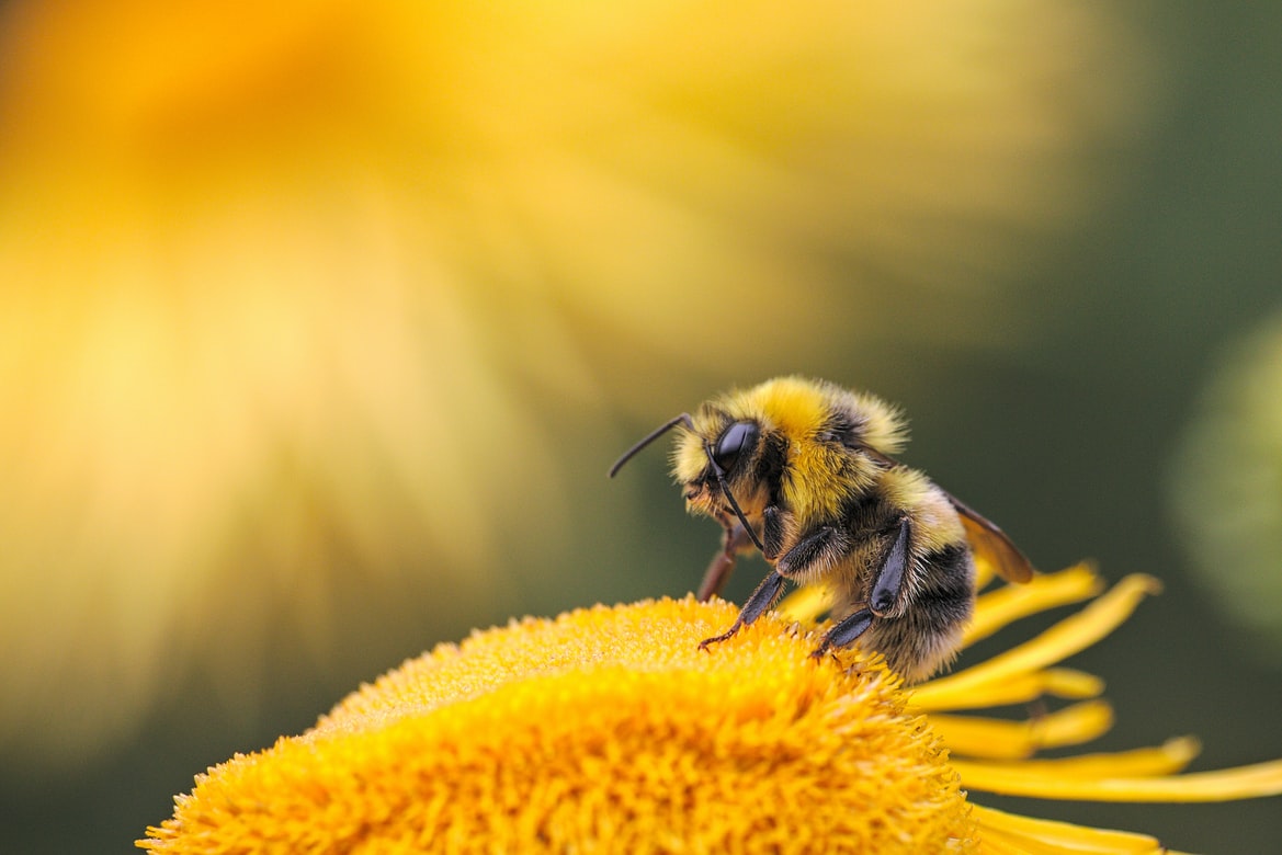 Por que deveríamos ensinar crianças desde cedo sobre a importâncias das abelhas, em vez de estimulá-las a sentir medo desse inseto