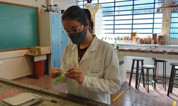 Estudante desenvolve receita orgânica caseira para substituir agrotóxicos