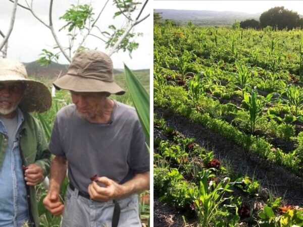 Agricultores transformam deserto em floresta no coração do semiárido baiano