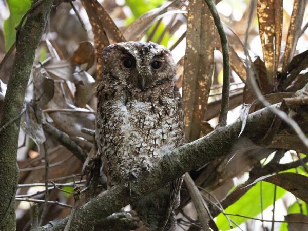 Subespécie de coruja é vista na ilha de Bornéu pela 1ª vez em 125 anos