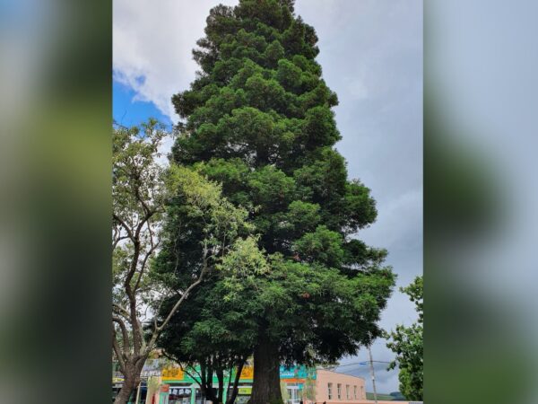 Nasa confirma que árvore gigante plantada no RS é de semente enviada à Lua