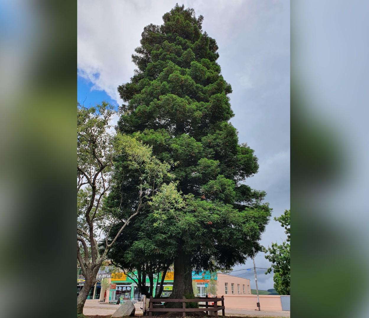 Nasa confirma que árvore gigante plantada no RS é de semente enviada à Lua