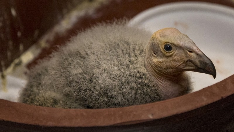 Em registro inédito na ciência, filhotes de condor-da-Califórnia nascem de ovos não fecundados