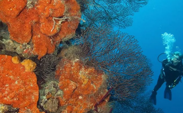 O projeto inovador que salvou corais da destruição após furacão