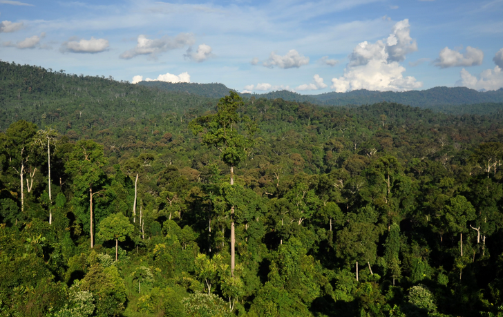 10 florestas que liberam mais carbono do que absorvem