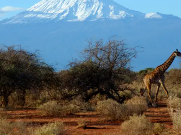 O fim das neves do Kilimanjaro: ONU prevê mudanças drásticas na África