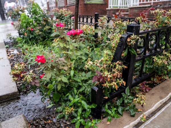 São Paulo terá 400 jardins de chuva até 2024