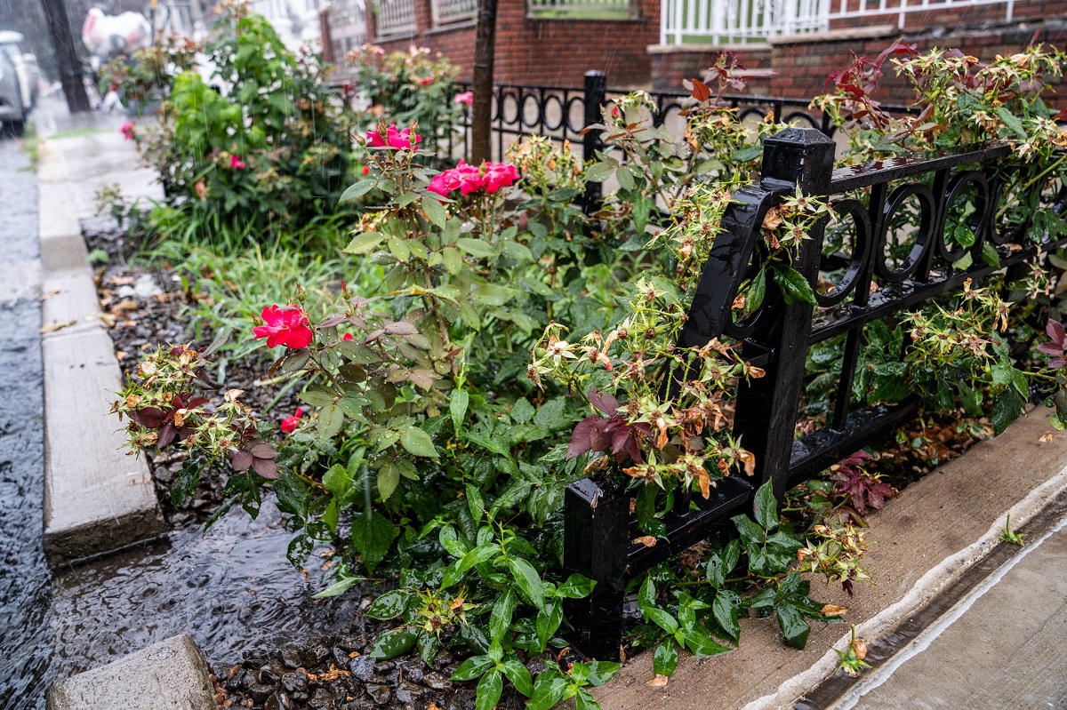 São Paulo terá 400 jardins de chuva até 2024