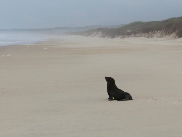 Lobo-marinho-do-Sul é solto em praia de Florianópolis após reabilitação