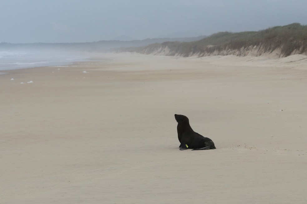 Lobo-marinho-do-Sul é solto em praia de Florianópolis após reabilitação