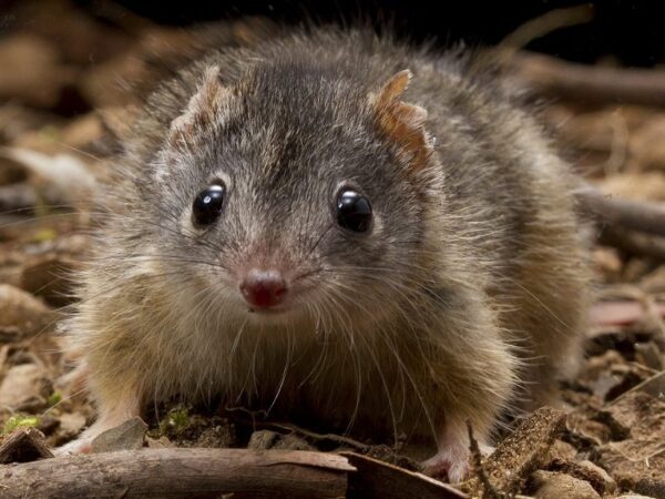 Marsupial da australiano pode não sobreviver às mudanças climáticas