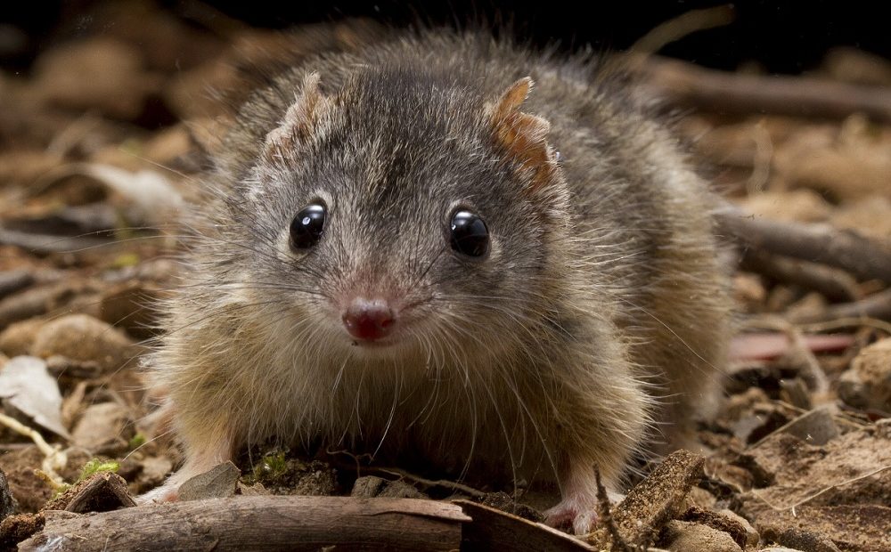 Marsupial da australiano pode não sobreviver às mudanças climáticas